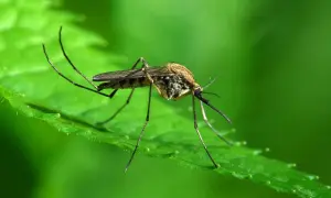 Jak pozbyć się komarów z tarasu? Skuteczne metody na uciążliwe owady