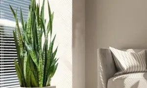 Jaki kwiat do salonu? 7 idealnych roślin, które oczarują każdego
