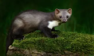 Jakie zwierzęta żyją na strychu i jakie zagrożenia niosą ze sobą?